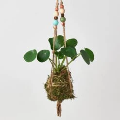 Bead Kokedama Moss Ball Hanging Plant -House Plant Shop Kokedamamossball pilea withbeads