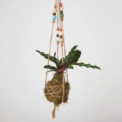 Bead Kokedama Moss Ball Hanging Plant -House Plant Shop Kokedamamossball rattlesnake withbeads