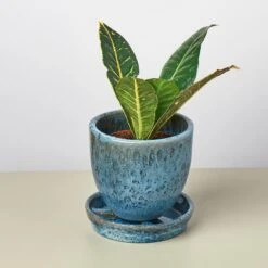 Liberty Bell Planter 31 Liberty Bell Planter -House Plant Shop LibertyBell blue all