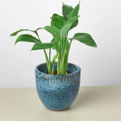 Liberty Bell Planter 30 Liberty Bell Planter -House Plant Shop LibertyBell bluepot plant
