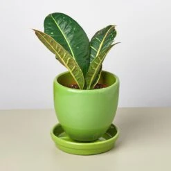 Liberty Bell Planter 26 Liberty Bell Planter -House Plant Shop LibertyBell green all