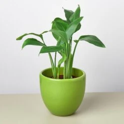 Liberty Bell Planter 25 Liberty Bell Planter -House Plant Shop LibertyBell greenpot plant