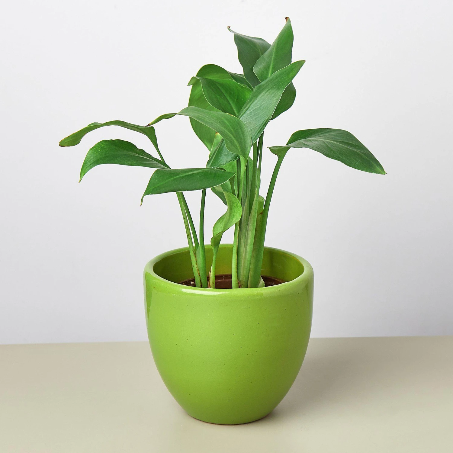 Liberty Bell Planter 6 Liberty Bell Planter - Image 6