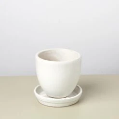 Liberty Bell Planter 37 Liberty Bell Planter -House Plant Shop LibertyBell whitesaucer pot