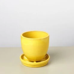 Liberty Bell Planter 35 Liberty Bell Planter -House Plant Shop LibertyBell yellowsaucer pot