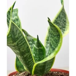 Snake Plant 'Twist' -House Plant Shop Macys 6 SnakeTwist DETAIL