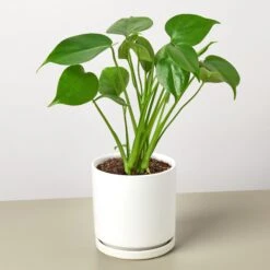 Monstera 'Split-Leaf' -House Plant Shop MonsteraDeliciosa WhiteRound