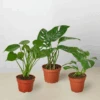 Monstera Bundle