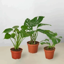 Monstera Bundle