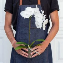 Orchid 'White Phalaenopsis' -House Plant Shop ORCHID PHALAENOPSIS.WHITE 3 1