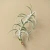 Tillandsia Air Plant Paleacea X Tectorum