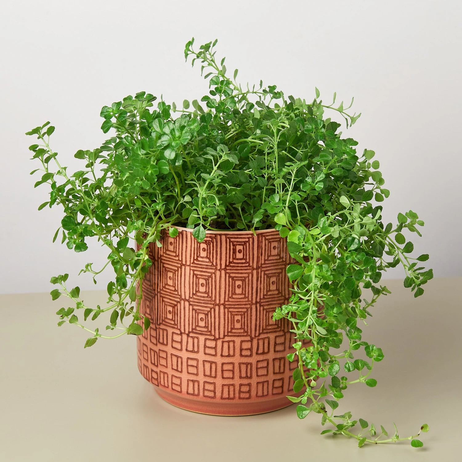 Pepe Planter - 6.5 Inch 2 Pepe Planter - 6.5 Inch - Image 2