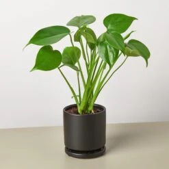 Monstera 'Split-Leaf' -House Plant Shop Philodendron Monstera black round