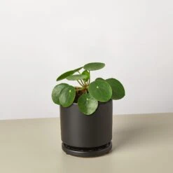 Pilea Peperomioides 'Chinese Money' -House Plant Shop Pilea Peperomioides black round