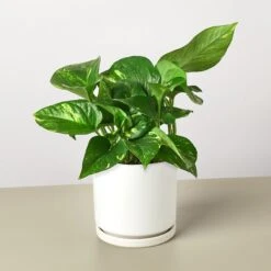Pothos 'Golden' -House Plant Shop PothosGolden WhiteRound