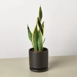 Snake Plant 'Laurentii' -House Plant Shop Pre Potted black round Snake