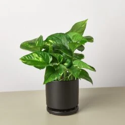 Pothos 'Golden' -House Plant Shop Pre PottedblackroundPothos
