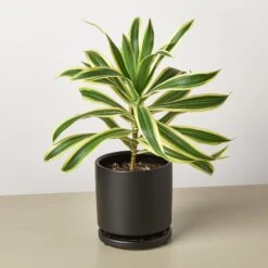 Dracaena Song Of India -House Plant Shop Pre PottedblackroundSongofIndia