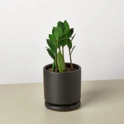 Zamioculcas Zamiifolia 'ZZ' 22 Zamioculcas Zamiifolia 'ZZ' -House Plant Shop Pre PottedblackroundZZ