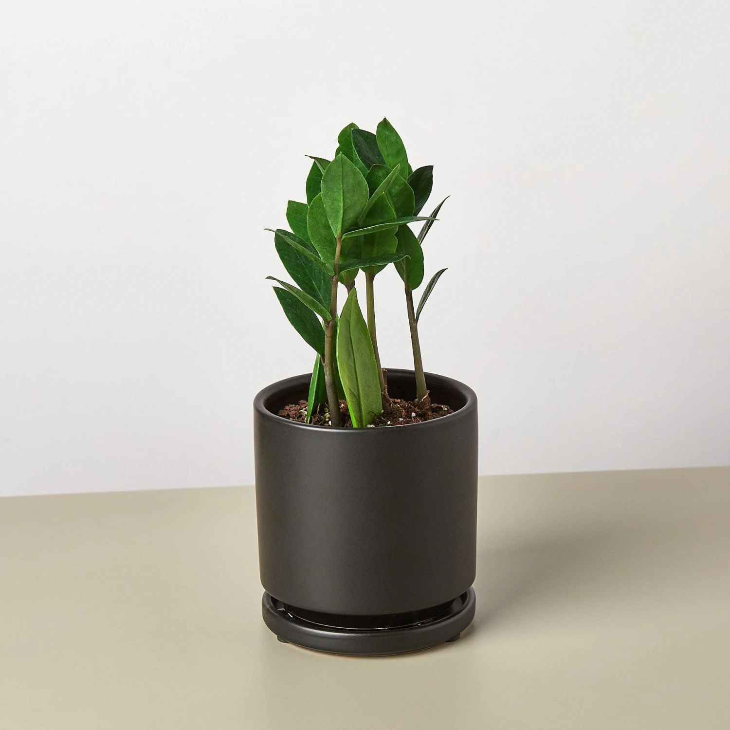 Zamioculcas Zamiifolia 'ZZ' 7 Zamioculcas Zamiifolia 'ZZ' - Image 7