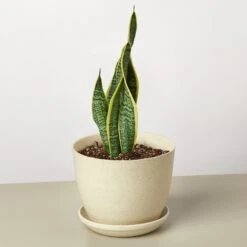 Snake Plant 'Laurentii' -House Plant Shop SnakeLaurentii FiberPot