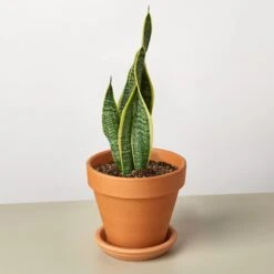 Snake Plant 'Laurentii' -House Plant Shop SnakeLaurentii TerraCotta
