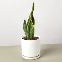 Snake Plant 'Laurentii' -House Plant Shop SnakeLaurentii WhiteRound