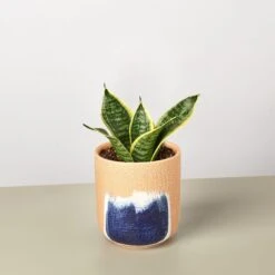 Snake Plant 'Laurentii Dwarf' -House Plant Shop SnakeLaurentiidwarf Huey