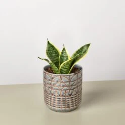 Snake Plant 'Laurentii Dwarf' -House Plant Shop SnakeLaurentiidwarf Navarro