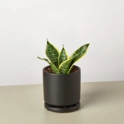Snake Plant 'Laurentii Dwarf' -House Plant Shop SnakeOceanStar BlackRound