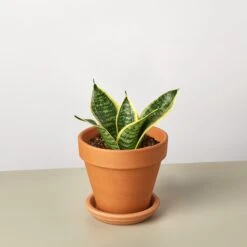 Snake Plant 'Laurentii Dwarf' -House Plant Shop SnakeOceanStar TerraCotta