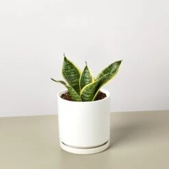 Snake Plant 'Laurentii Dwarf' -House Plant Shop SnakeOceanStar WhiteRound