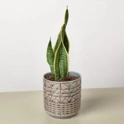 Snake Plant 'Laurentii' -House Plant Shop Snake Laurentii Navarro