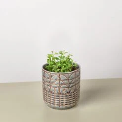 Succulent 'String Of Dolphins' -House Plant Shop String of Dolphins Navarro