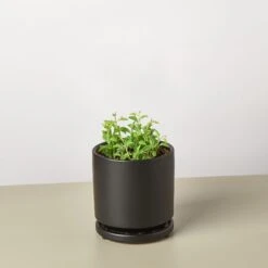 Succulent 'String Of Dolphins' -House Plant Shop String of Dolphins black round