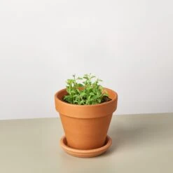 Succulent 'String Of Dolphins' -House Plant Shop StringofDolphins TerraCotta