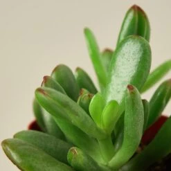 Succulent Crassula 'Jade' -House Plant Shop Succulents D 2 DETAIL