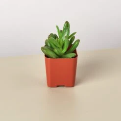 Succulent Crassula 'Jade' -House Plant Shop Succulents D 2 715683fe d76e 409f 935c 1ee4719c3733