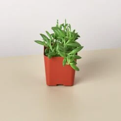 Succulent 'String Of Bananas' -House Plant Shop Succulents E 2