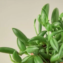 Succulent 'String Of Bananas' -House Plant Shop Succulents StringofBananas 2 DETAIL