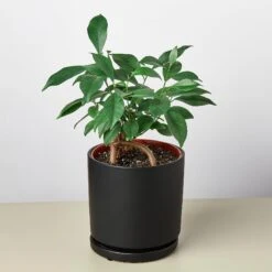 Cylinder Planter -House Plant Shop Supplies pot attachedsaucerblackmatteDETAIL