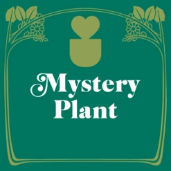 Mystery House Plant - 3" Pot