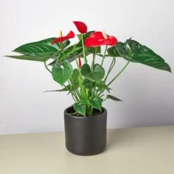 Anthurium 'Red' -House Plant Shop ValentinePrePottedlargeblack