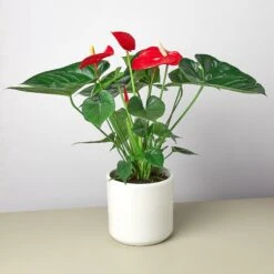 Anthurium 'Red' -House Plant Shop ValentinePrePottedlargewhite
