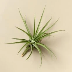 Large Air Plant Bundle -House Plant Shop XLEspinosaeA