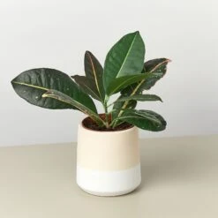 Gradient Cylinder Pot - 5 Inch -House Plant Shop XLF 06GRADIENTWHITEDETAIL