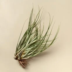 Large Air Plant Bundle -House Plant Shop XLFasciculataB