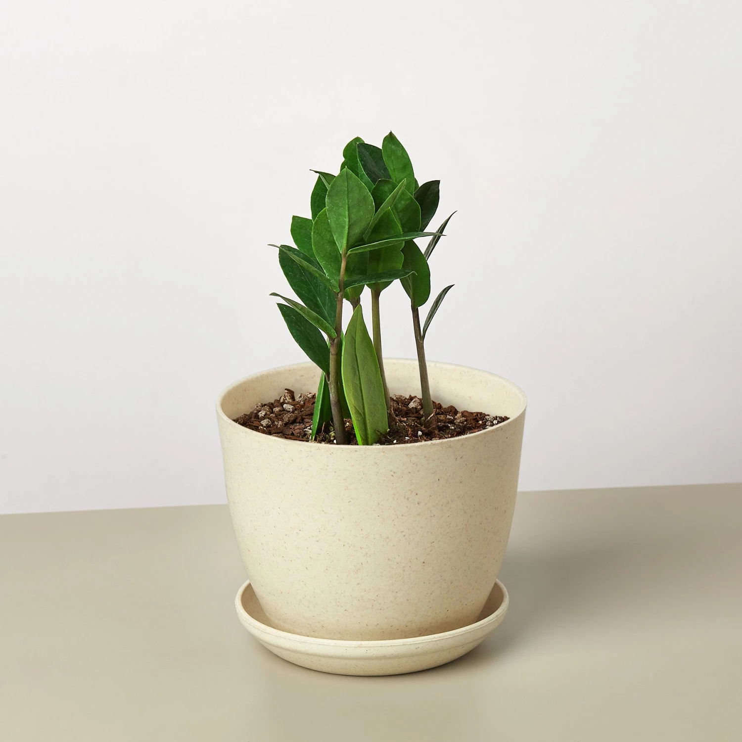 Zamioculcas Zamiifolia 'ZZ' 10 Zamioculcas Zamiifolia 'ZZ' - Image 10