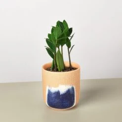 Zamioculcas Zamiifolia 'ZZ' 23 Zamioculcas Zamiifolia 'ZZ' -House Plant Shop ZZ Plant Huey