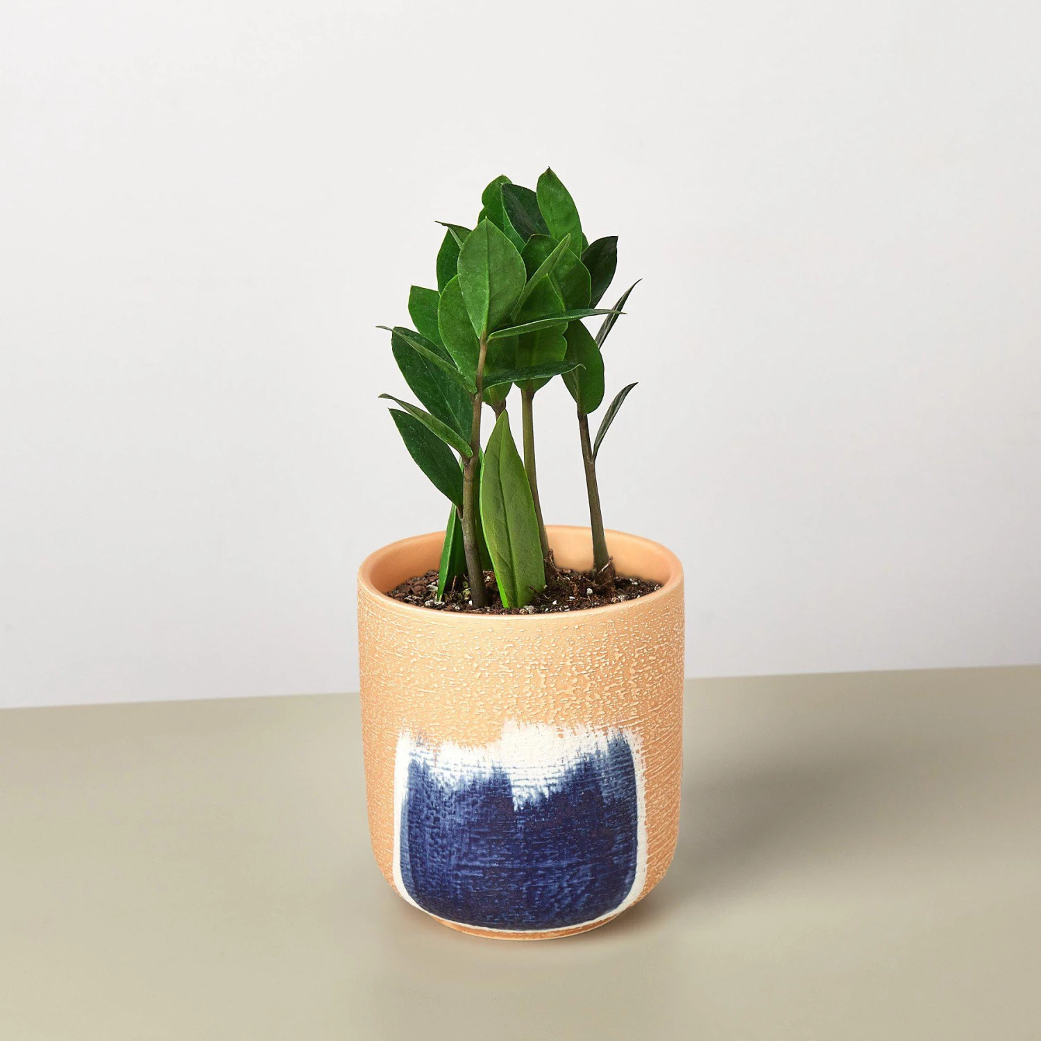 Zamioculcas Zamiifolia 'ZZ' 8 Zamioculcas Zamiifolia 'ZZ' - Image 8